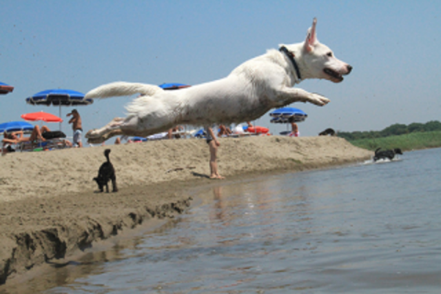 Bau Beach A Ostia Fdi Sì Alla Alla Spiaggia Per Cani Ma