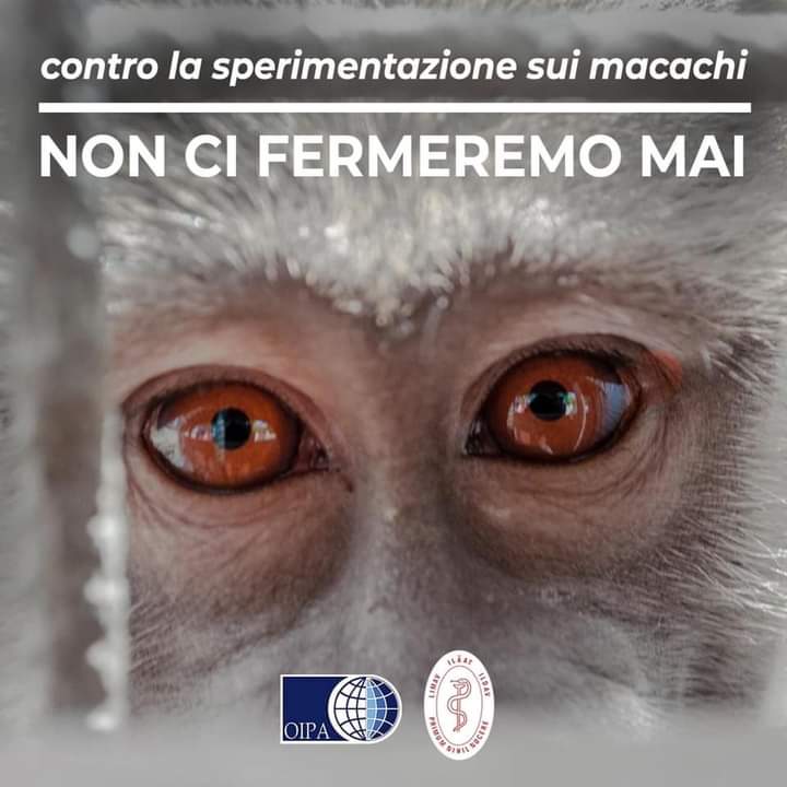 Sperimentazione Macachi