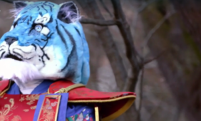 Tigre Azzurra Il Cantante Mascherato