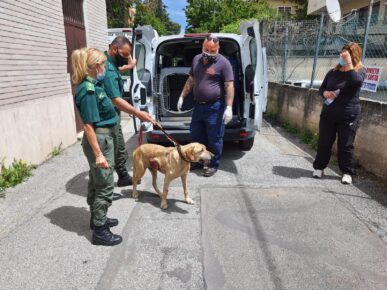 Ferita cane zona Anagnina