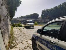 albero caduto in via triboniano, intervento della Polizia Locale