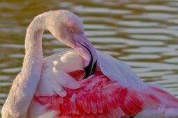 Fenicotteri rosa ad Ostia