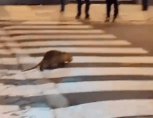 Nutria a Piazza Cavour