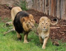 Leone Bioparco di Roma