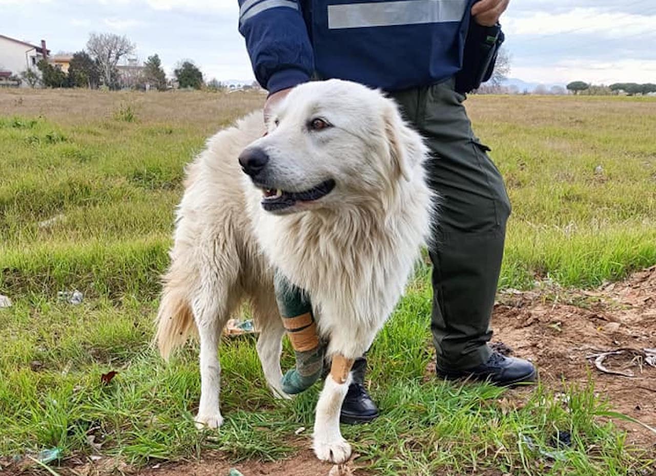 cane abbandonato ad Anzio