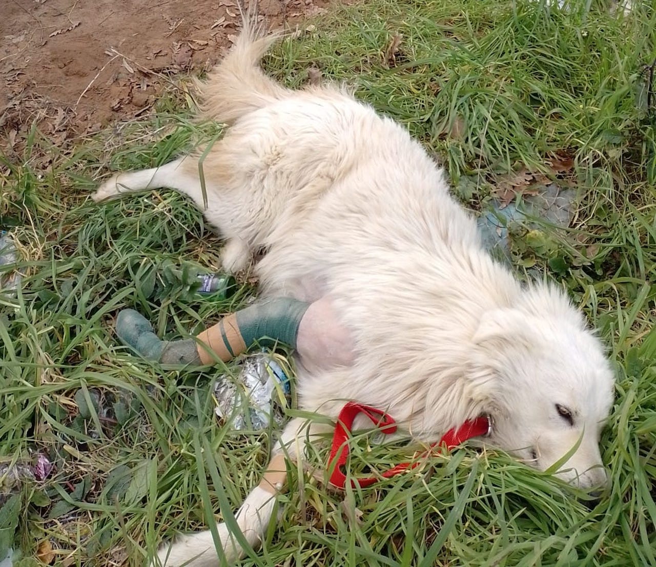 cane abbandonato ad Anzio