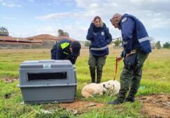 cane abbandonato ad Anzio