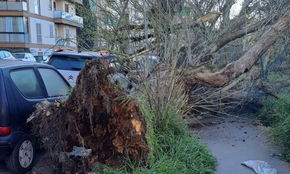 albero caduto a Conca d'oro, colpite tre auto