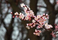 Fiore per aprile