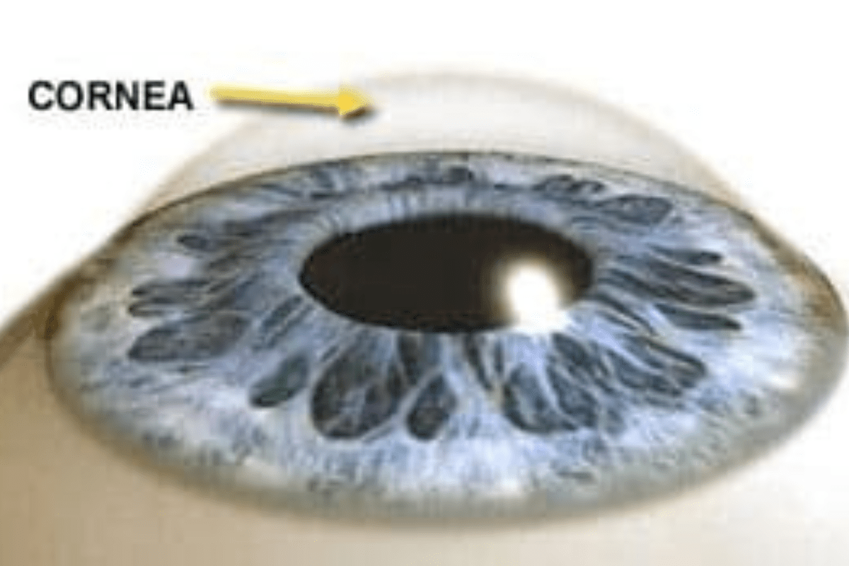 cornea