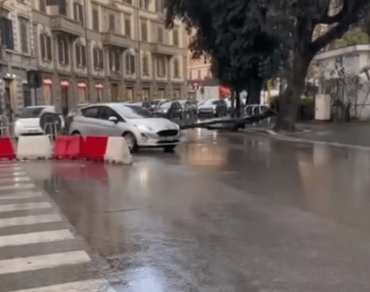 albero caduto in piazza re di roma