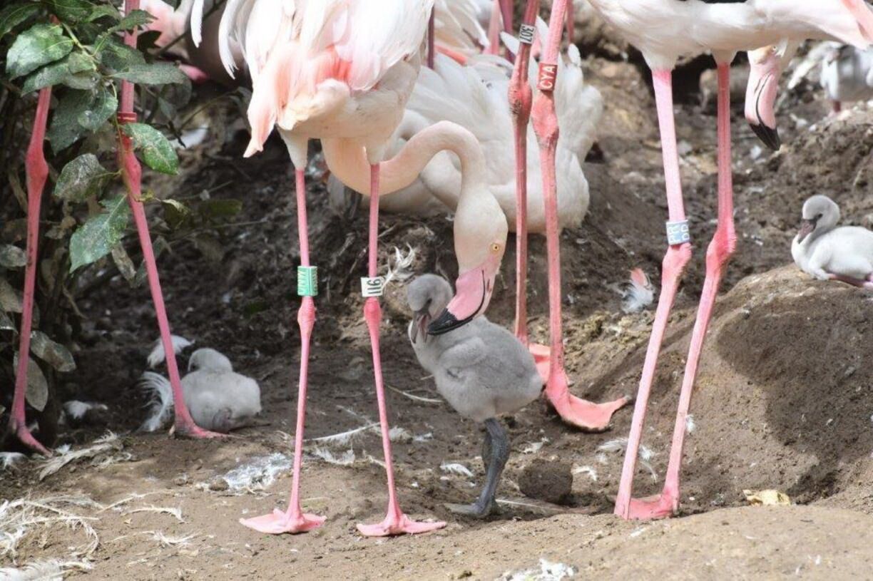 fenicotteri nati al bioparco