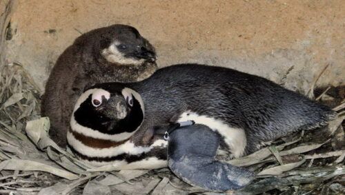 pinguino nato al bioparco