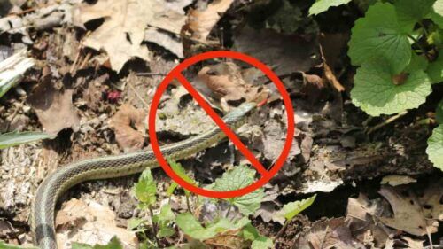 Serpenti Solo Con Questa Pozione Naturale Restano Alla Larga Dal Tuo Giardino