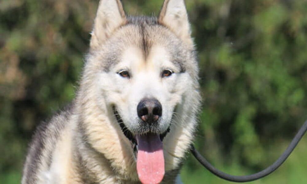 aron il cane rinchiuso alla Muratella da quando il clochard è morto