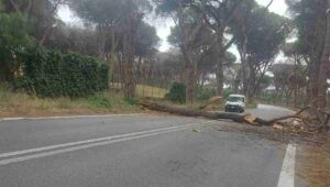 Albero crollato a Castel Fusano, Ostia