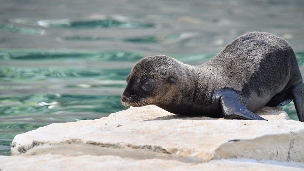 Coco, il cucciolo di otaria nato al bioparco di Roma