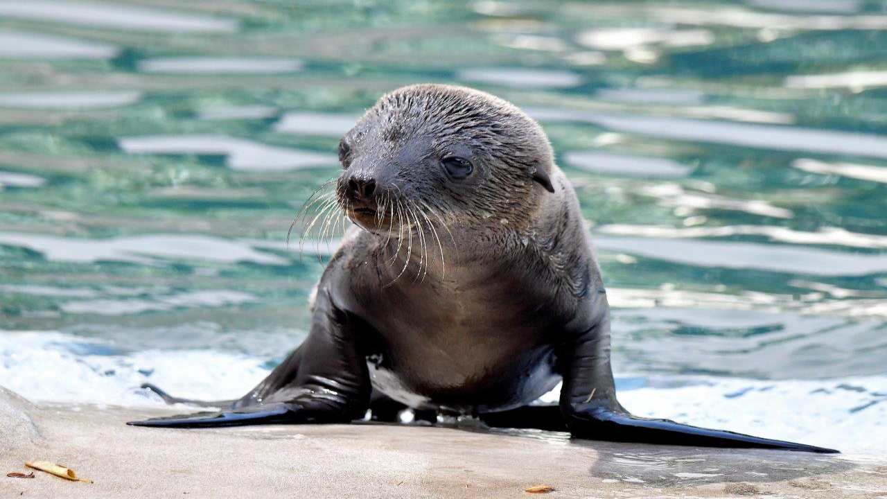 Coco, il cucciolo di otaria nato al bioparco di Roma 