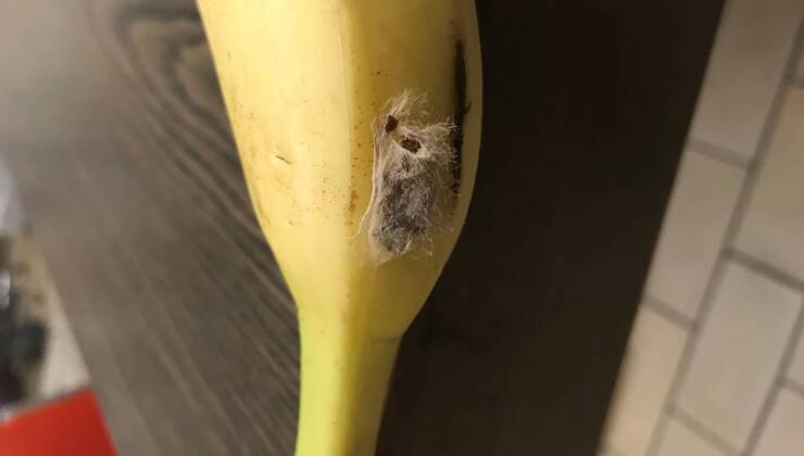 Macchia banana