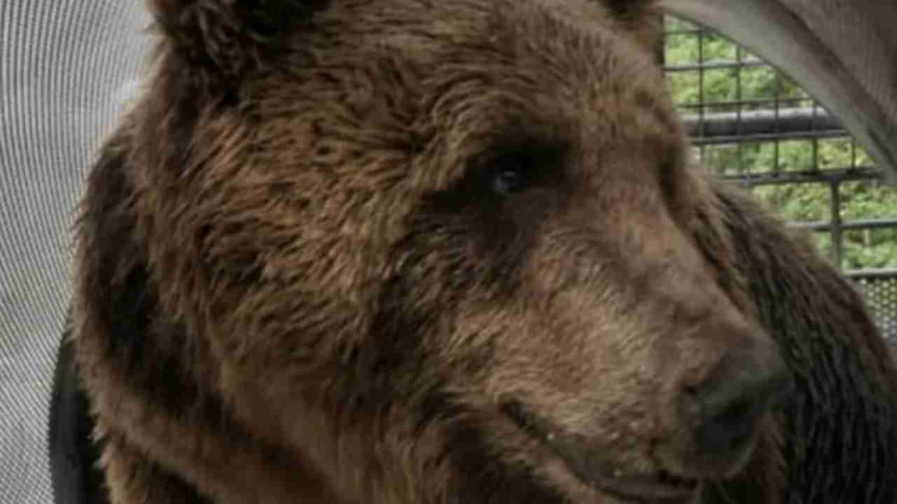 Blitz di un orso presso un campo di scout nel Parco Nazionale d'Abruzzo, Lazio e Molise. Intervenuti i forestali.