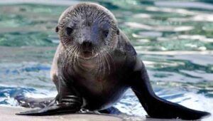 Otaria al Bioparco di Roma