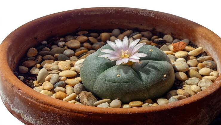 Pianta di peyote