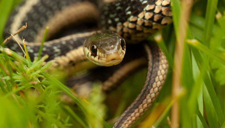 Serpente in giardino