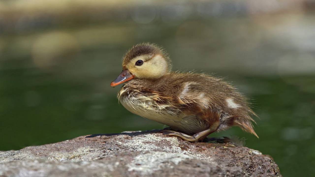 Aveva le zampe incollate e non riusciva a muoversi: anatroccolo ripulito e rimesso in libertà dalle Guardie zoofile dell'associazione EARTH