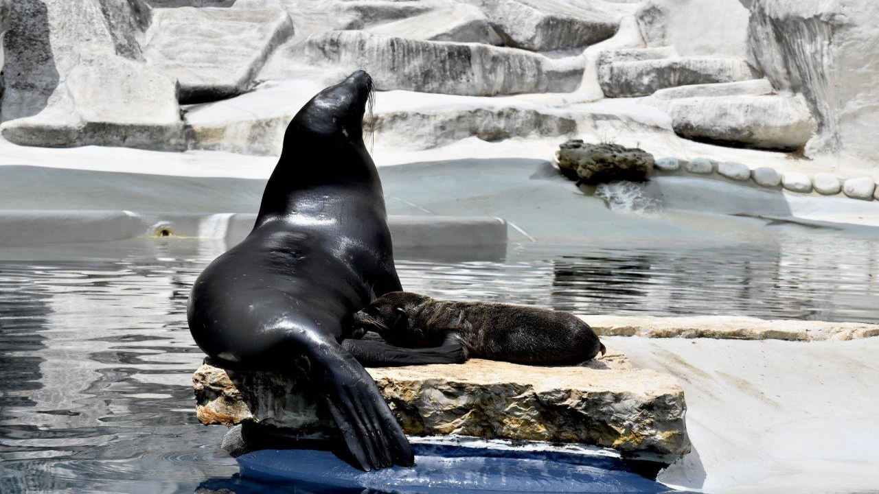 mamma otaria allatta il suo cucciolo