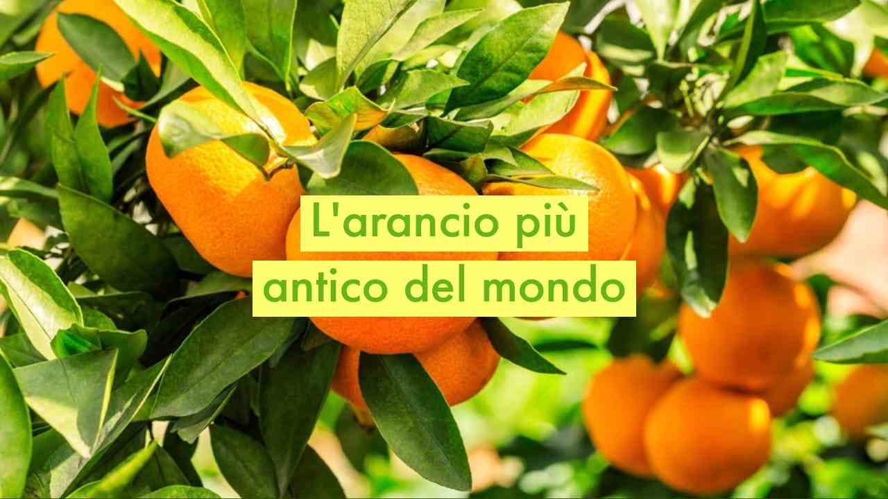 Arancio