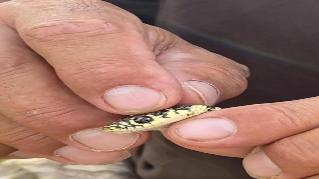 A Rignano Flaminio una donna e la sua nipotina sono state soprese da un biacco nascosto dietro a un vaso presso la loro villa.