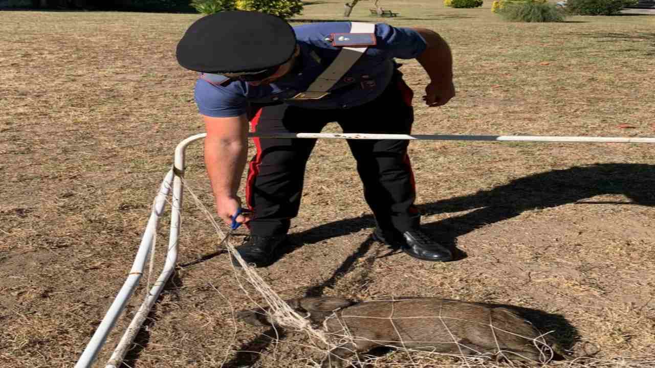 Cucciolo di cinghiale salvato dai Carabinieri