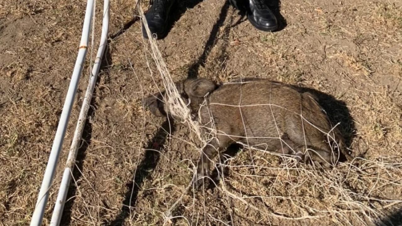 Cucciolo di cinghiale salvato dai Carabinieri