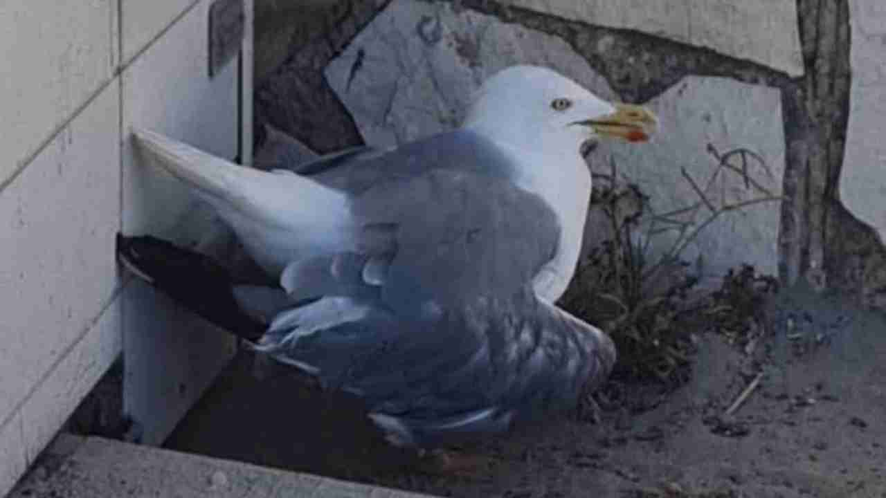 Gabbiano con l'ala rotta a Ostia