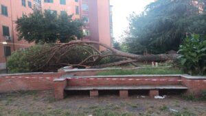 albero caduto in via Recanati