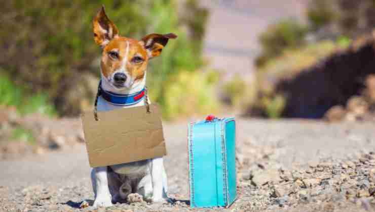 cane abbandonato in strada