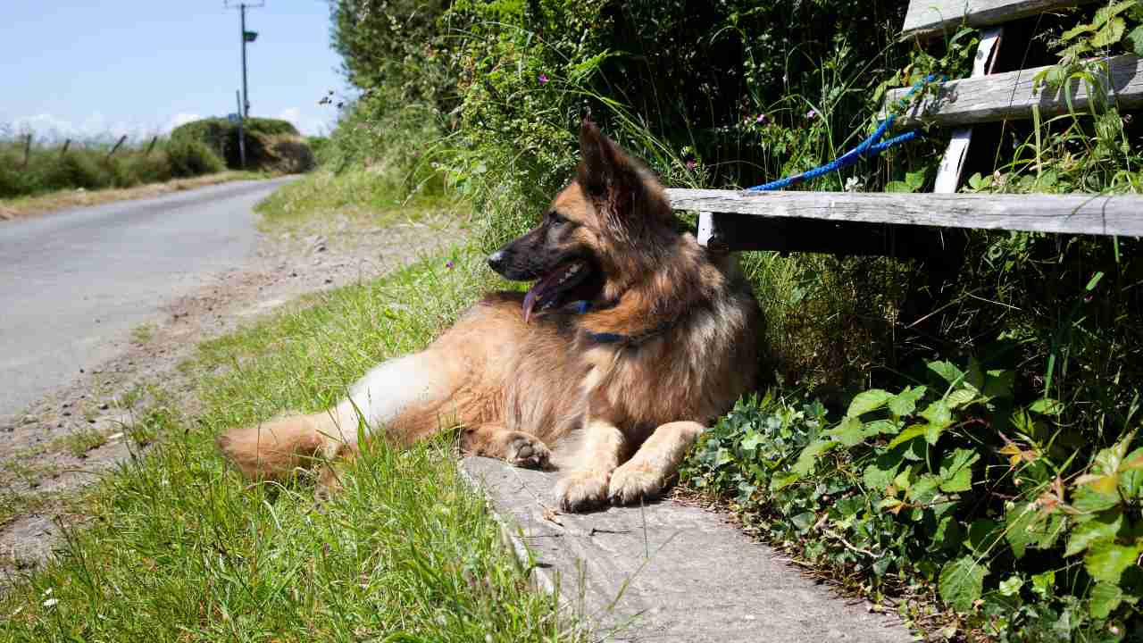 cane abbandonato