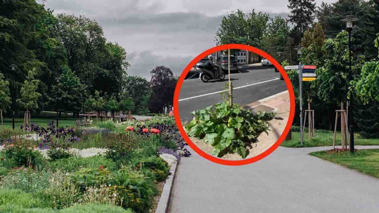 Ecco cosa sta crescendo nelle aiuole di Roma