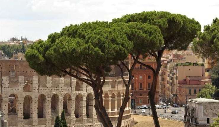 Alberi di pino a Roma