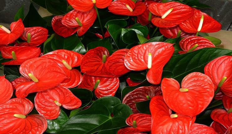 Anthurium pianta