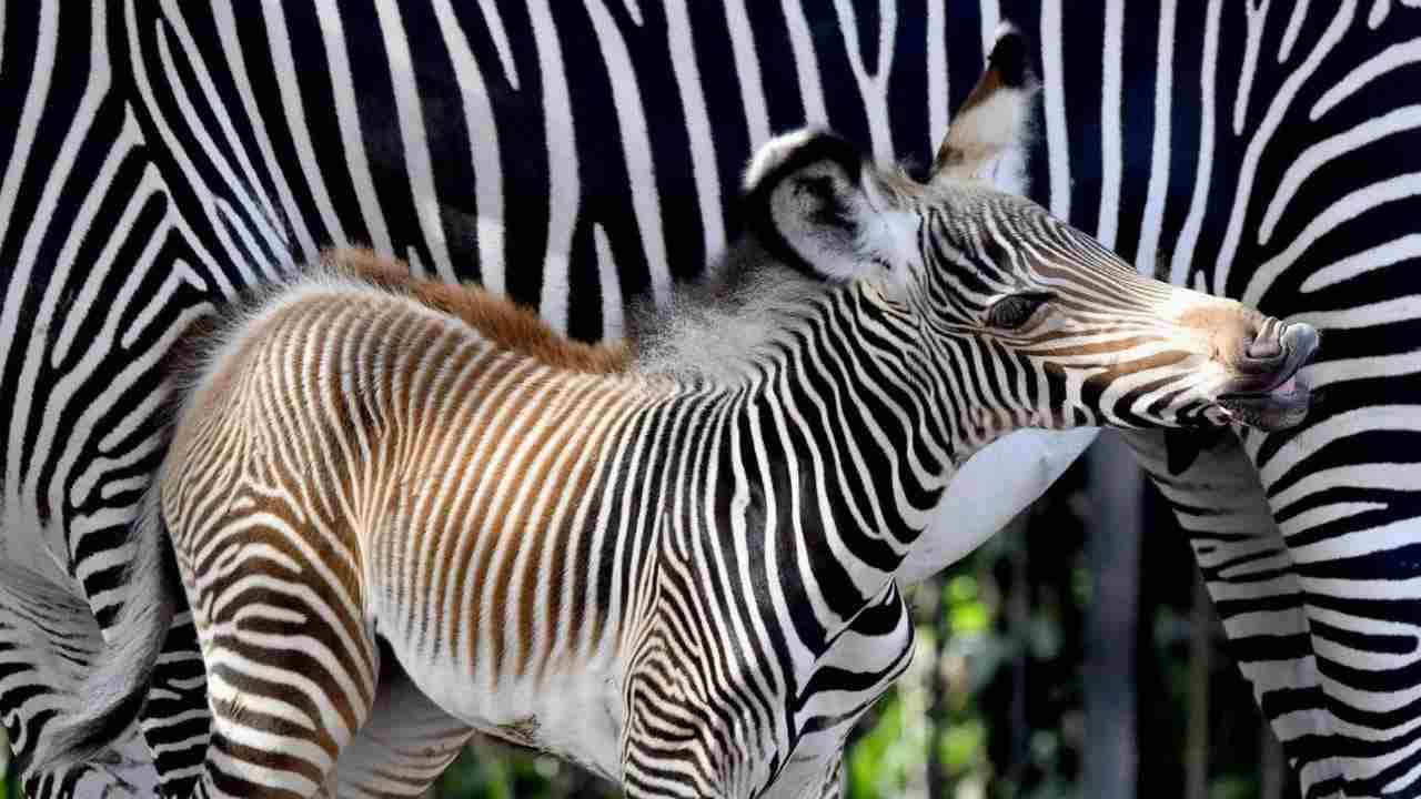 Fiocco rosa al Bioparco di Roma è una zebra che rischia l'estinzione