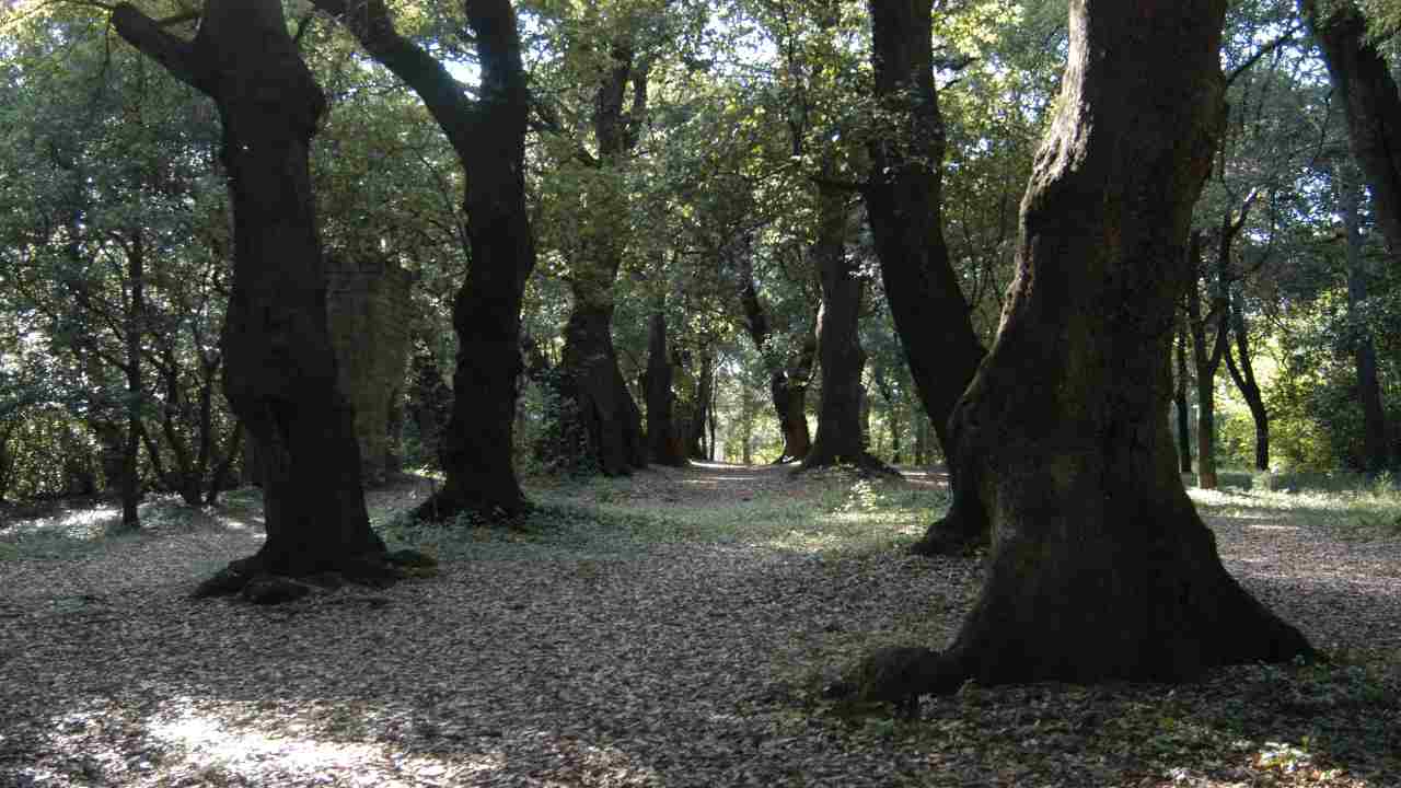 Excursus storico sulla cittadina di Sutri, con un passaggio sul Bosco Sacro che la caratterizza rispetto alle sue peculiarità.