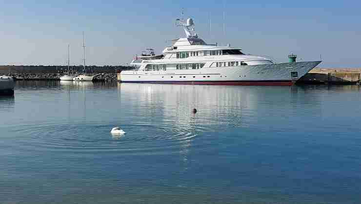 Cigno al Porto di Ostia