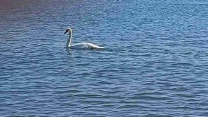 Cigno nel mare di Ostia