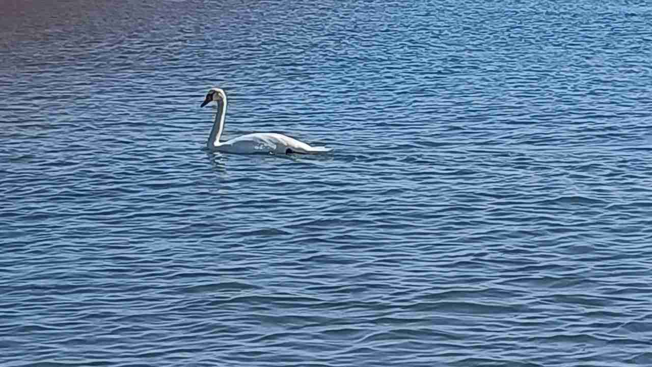 Cigno nel mare di Ostia