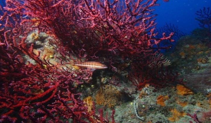 Le Secche di Tor Paterno, area marina simile a un'isola, ma totalmente immersa nel mare. Si trova tra Ostia e Tor Vajanica.