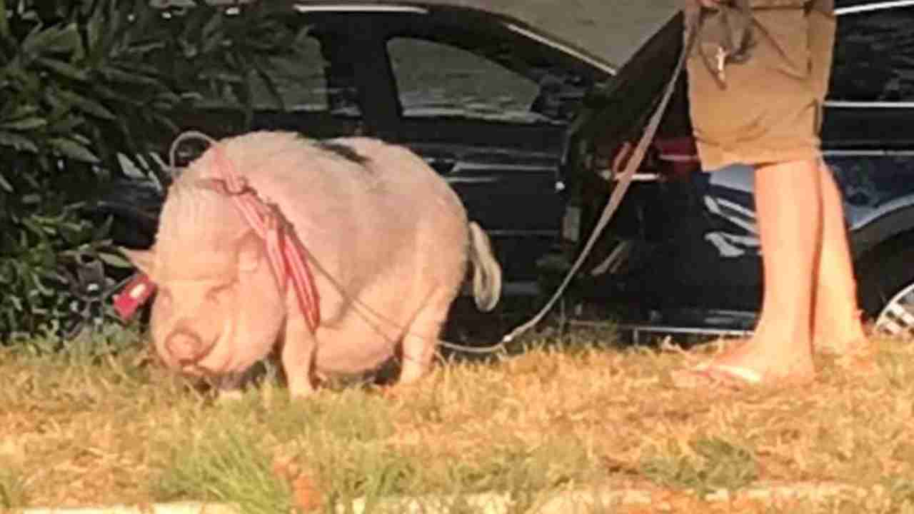 Maialino al guinzaglio a Roma