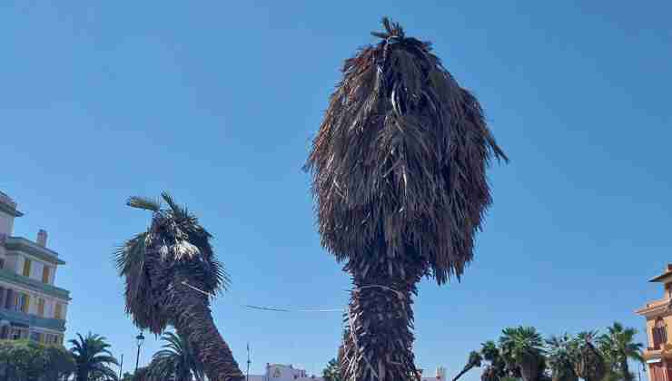 Palme secche a piazza Anco Marzio