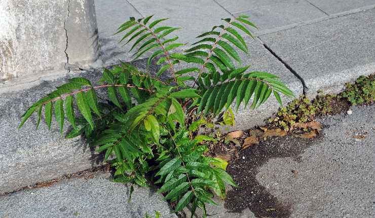 Pianta che infesta Roma