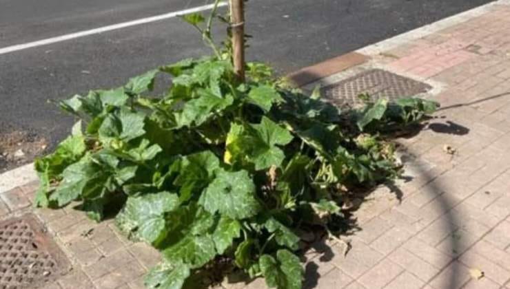 Pianta di zucchine in un'aiuola